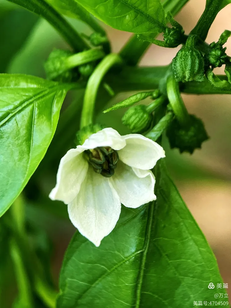 优美含蓄的辣椒花